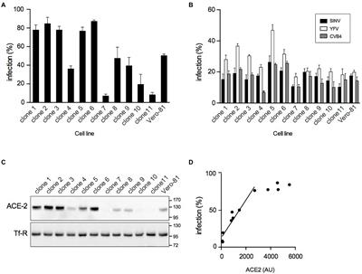 A reporter cell line for the automated quantification of SARS-CoV-2 infection in living cells